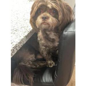 Lost Dog Lucky Truong