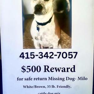 2nd Image of Milo, Lost Dog