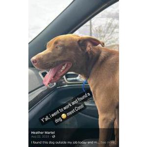 Lost Dog CoCo