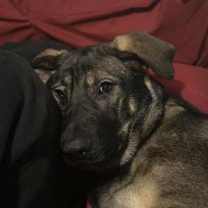 Found Dog Unknown