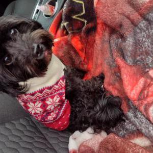 Lost Dog Molly