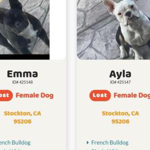 Lost Dog Emma & Ayla