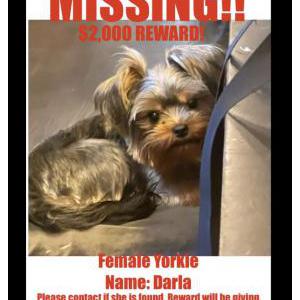 Image of Darla, Lost Dog