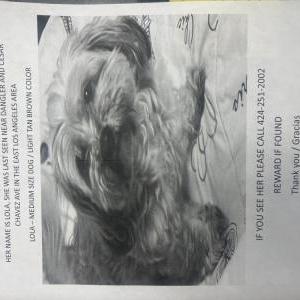 2nd Image of Lola, Lost Dog