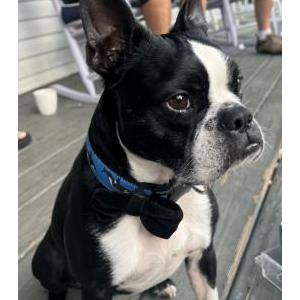 2nd Image of Bolger, Lost Dog