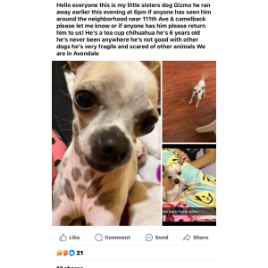 Lost Dog Gizmo