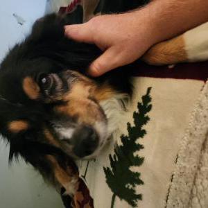 Lost Dog Gypsy