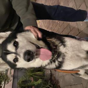 Found Dog Unknown