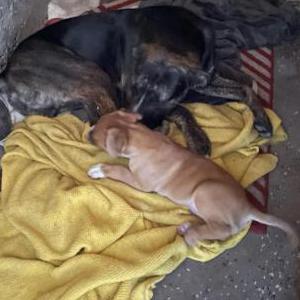 Lost Dog Puppies