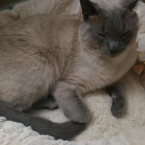 Image of Camillo, Lost Cat