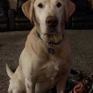 Lost Dog Quincy