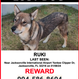 Image of Ruki, Lost Dog