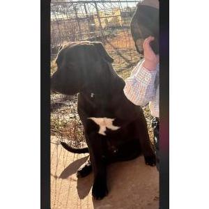 Lost Dog Thunder Peeples