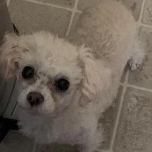 Lost Dog Diamond Chanel