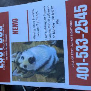 Lost Dog Nemo