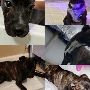 Lost Dog Luna (aka Scar)