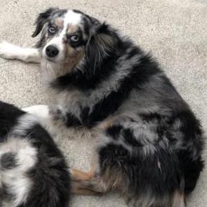 Lost Dog Sapphire (Saffi)