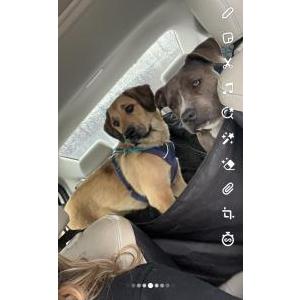 2nd Image of Cannon, Lost Dog