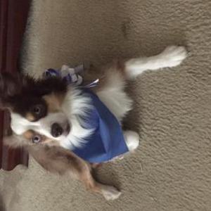 Image of Gizmo, Lost Dog