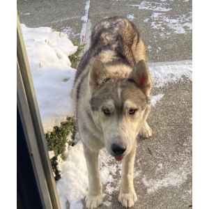 Found Dog Max