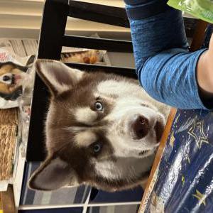 Lost Dog Max