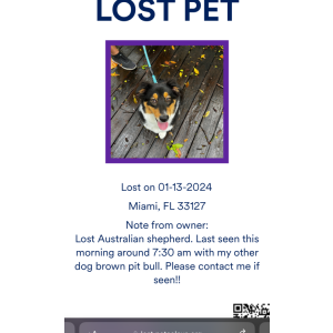 Lost Dog Suki