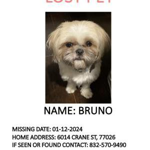 Lost Dog Bruno