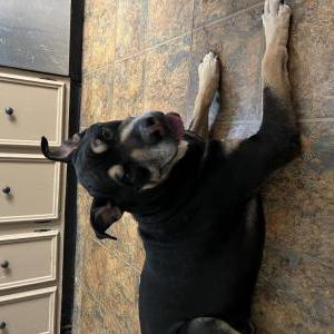 Found Dog Unknown