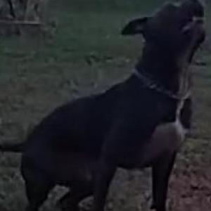 Lost Dog Brewster