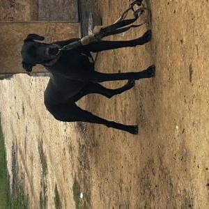 Lost Dog Diablo
