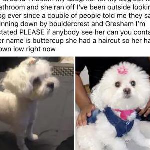 Lost Dog Buttercup