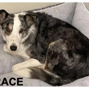 Image of Grace, Lost Dog