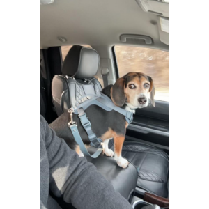 Lost Dog Kobe
