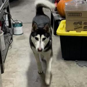 Found Dog Unknown