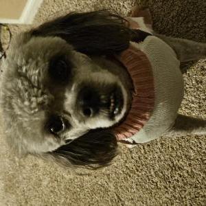 Lost Dog Gidget
