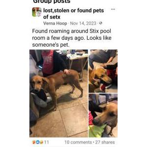 Lost Dog Misfit
