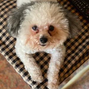 Lost Dog SCOOTER - HE IS DEAF