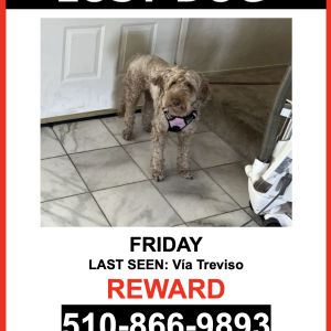 Lost Dog Friday