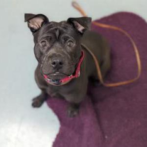 Lost Dog Nola