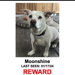 Image of Moonshine, Lost Dog