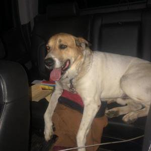 Lost Dog Duke