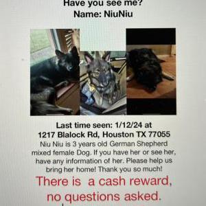 Lost Dog Niu Niu