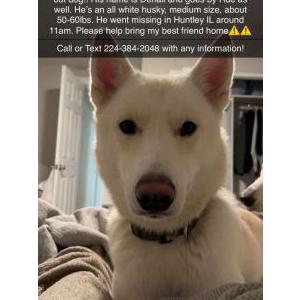 Lost Dog Denali