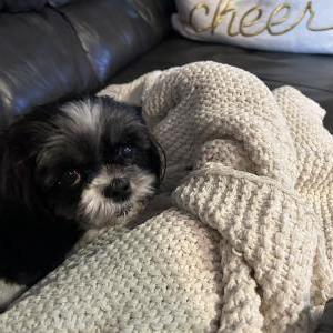 Lost Dog Mia