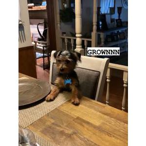 Lost Dog Milo
