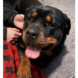 Found Dog Rottweiler