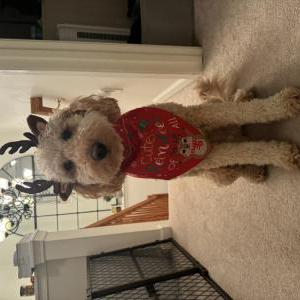 Lost Dog Remi