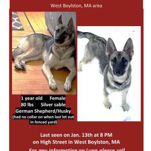 Lost Dog LUNA