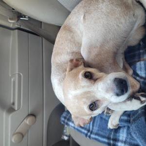 Found Dog Unknown