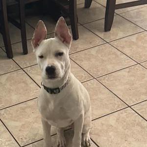 Lost Dog Cheleh